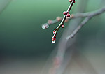 发芽