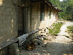 黄狗