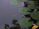 睡莲