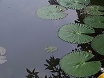 睡莲