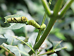 昆虫