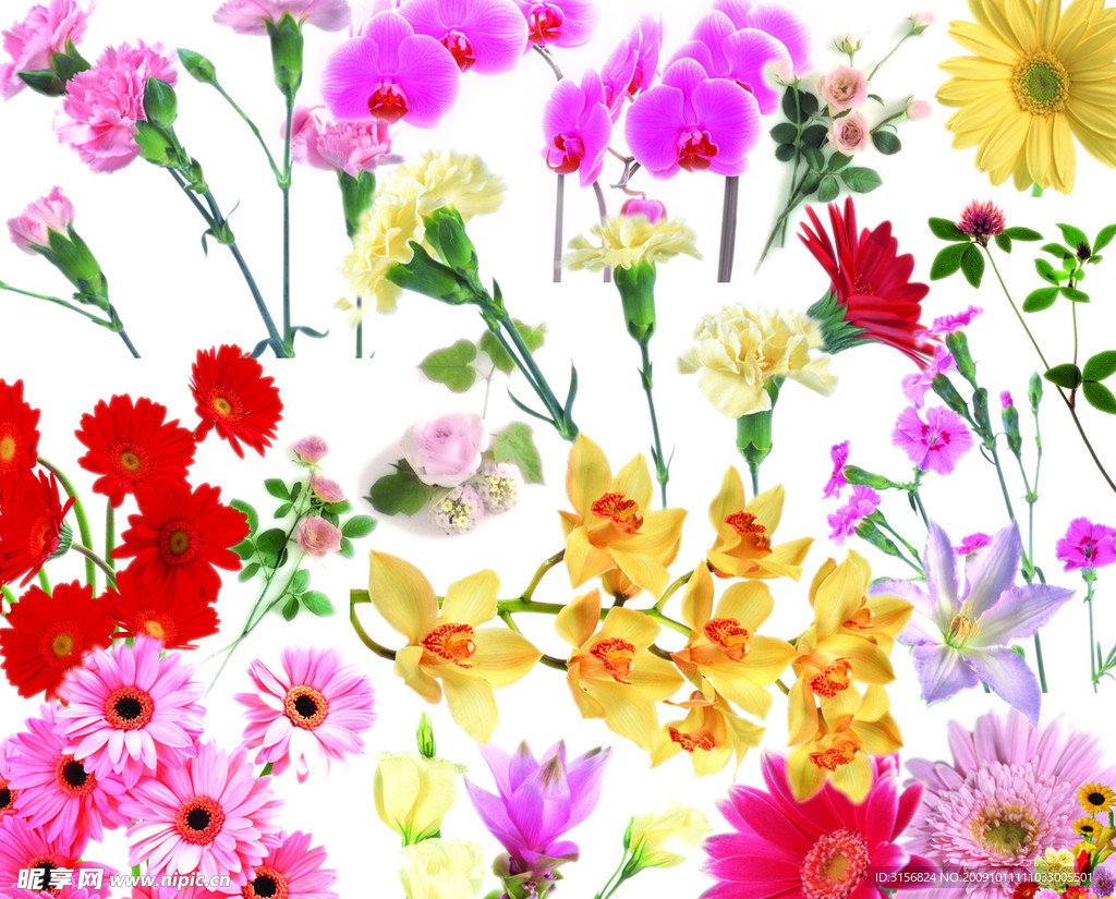 透明的单支花草花朵 盛开的鲜花 PSD小素材