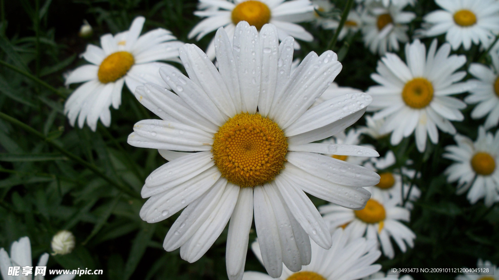 白菊
