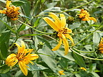 野花烂漫