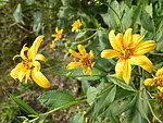 野花烂漫