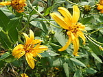 野花烂漫