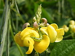菜花烂漫