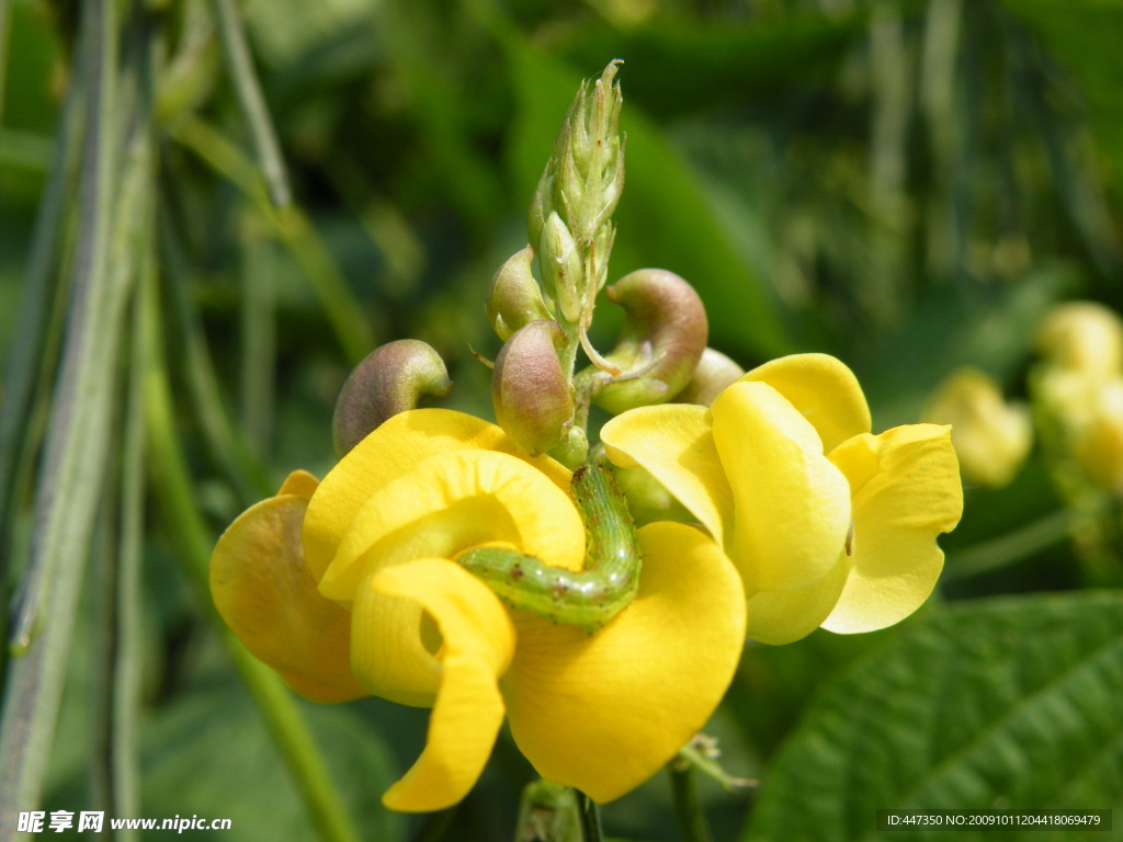 菜花烂漫