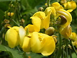 菜花烂漫