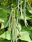 豆荚