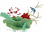 国画 荷花 小鸟