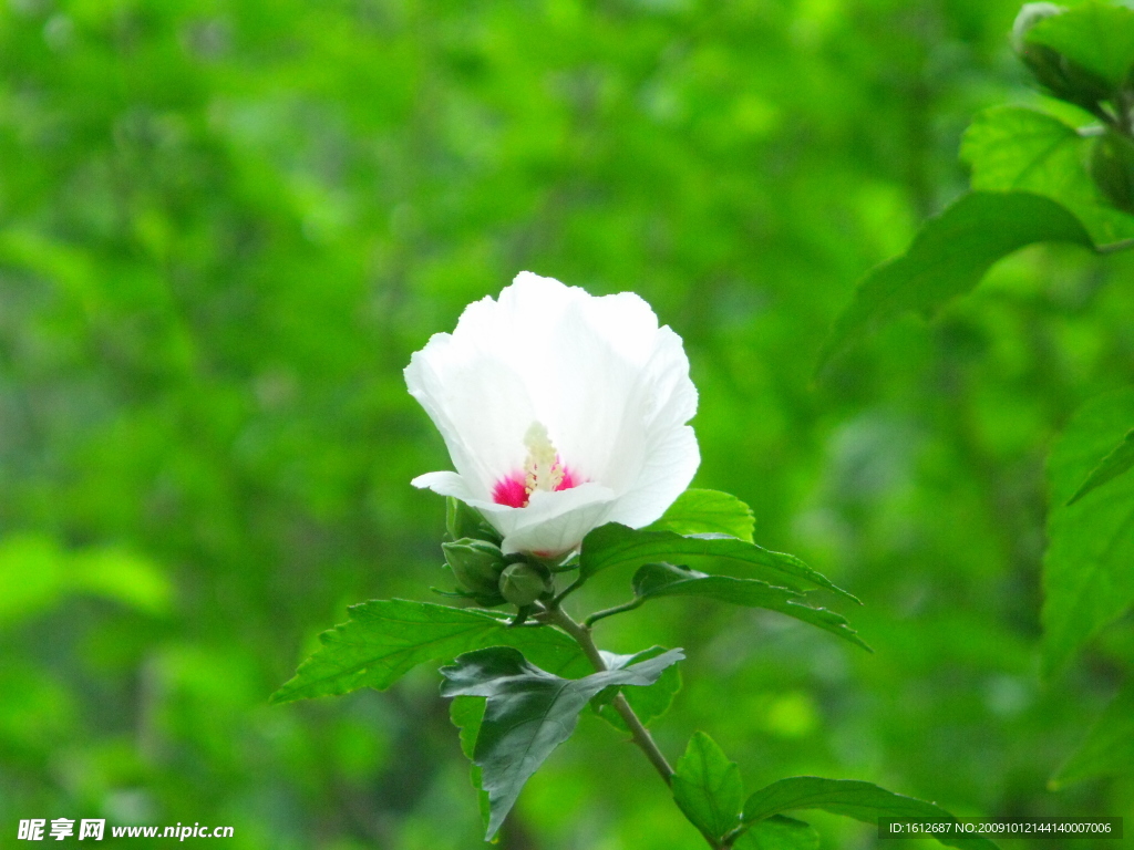 木槿花