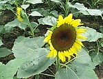 向日葵花