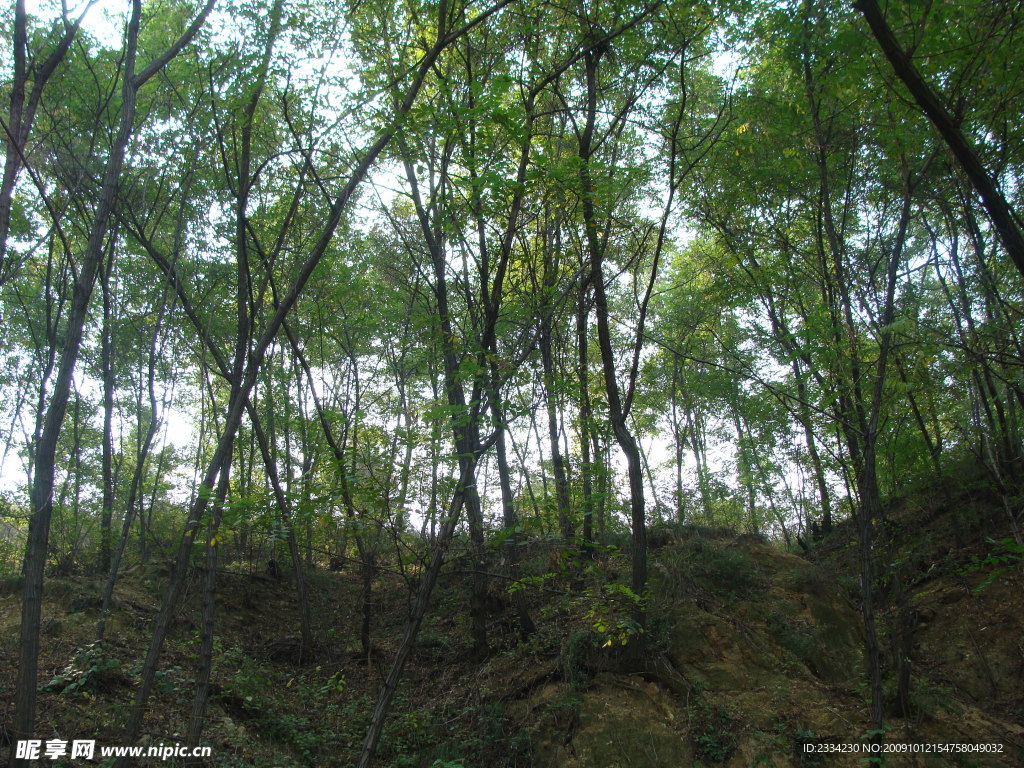 树林风景