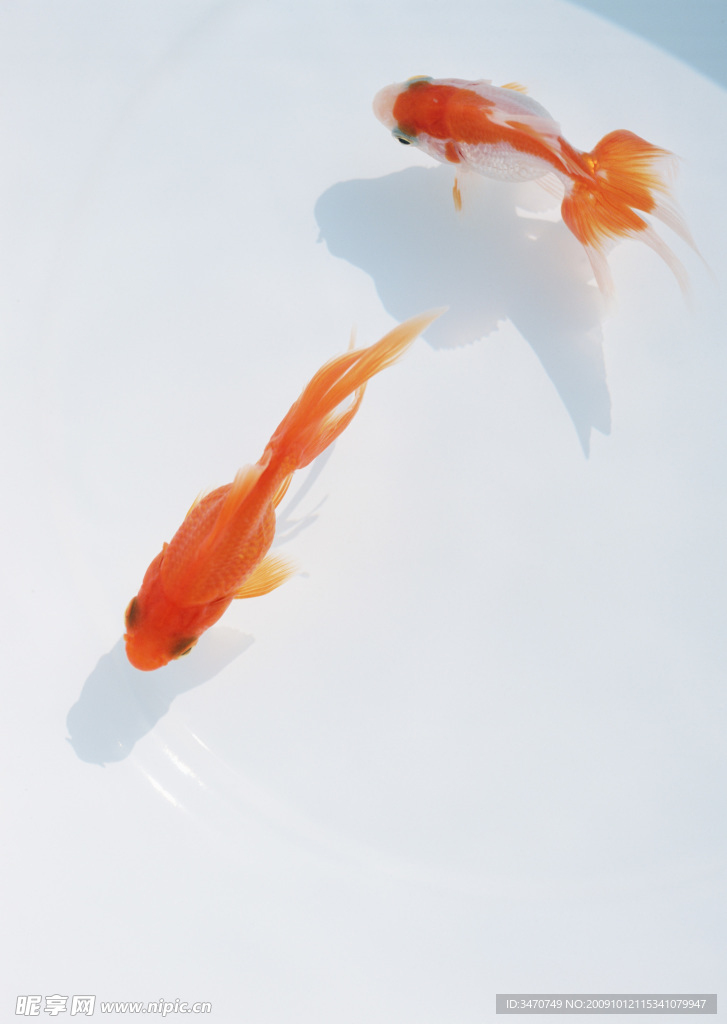 两条金鱼