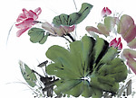 国画 荷花