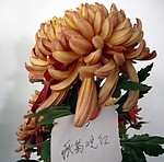 精品菊花