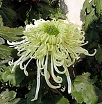 精品菊花