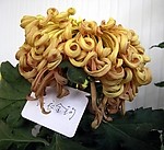精品菊花
