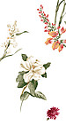 花纹 韩国花纹