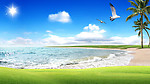 海 沙滩 草地 海鸥 椰树