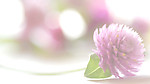 花卉
