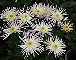 秋菊
