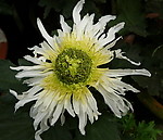 秋菊