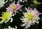 秋菊