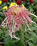 秋菊