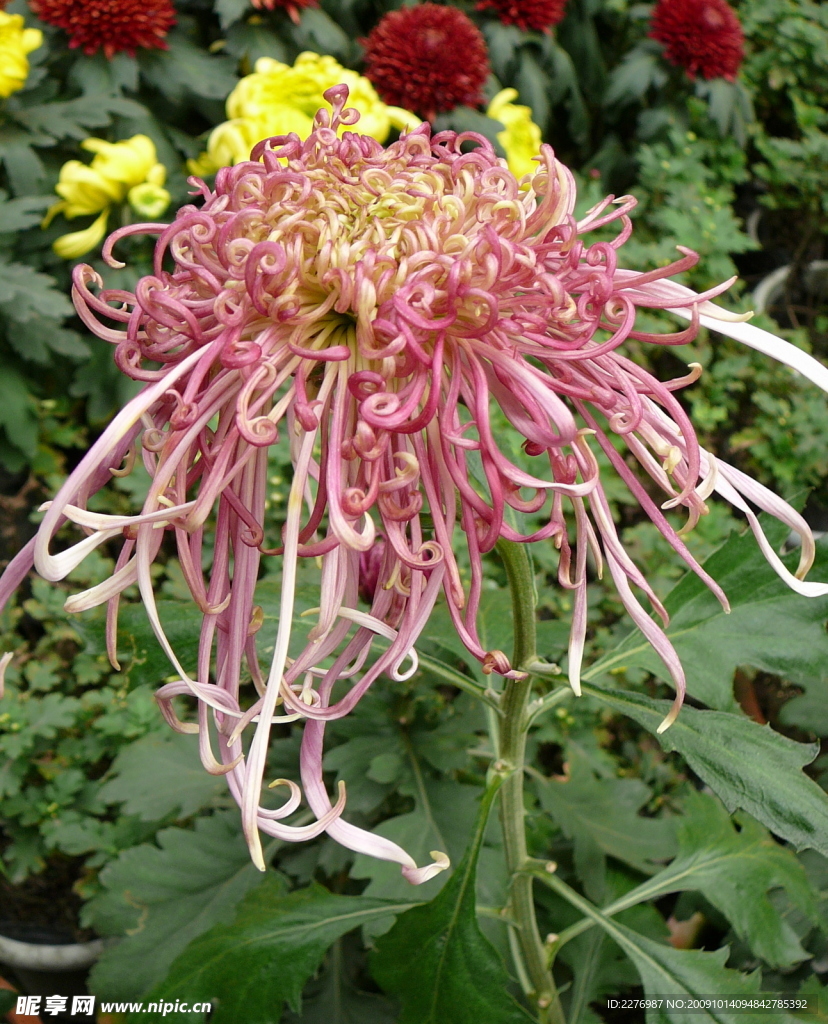 秋菊