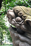 石狮高清