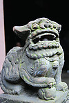 石狮高清