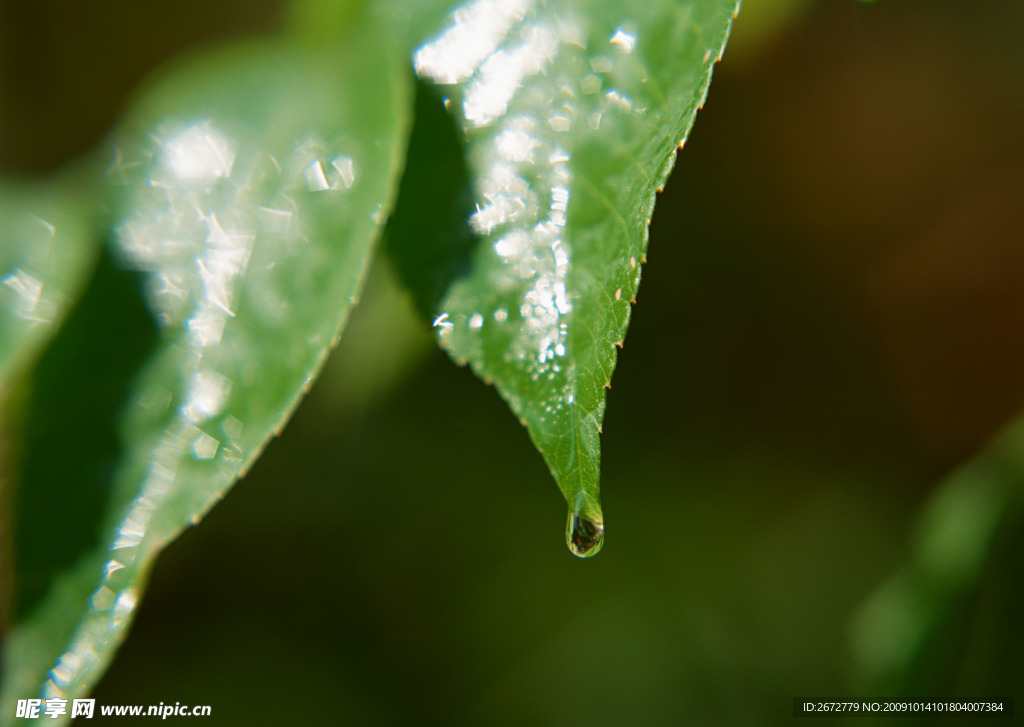 雨露