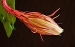 昙花