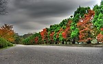 下雨前的枫叶