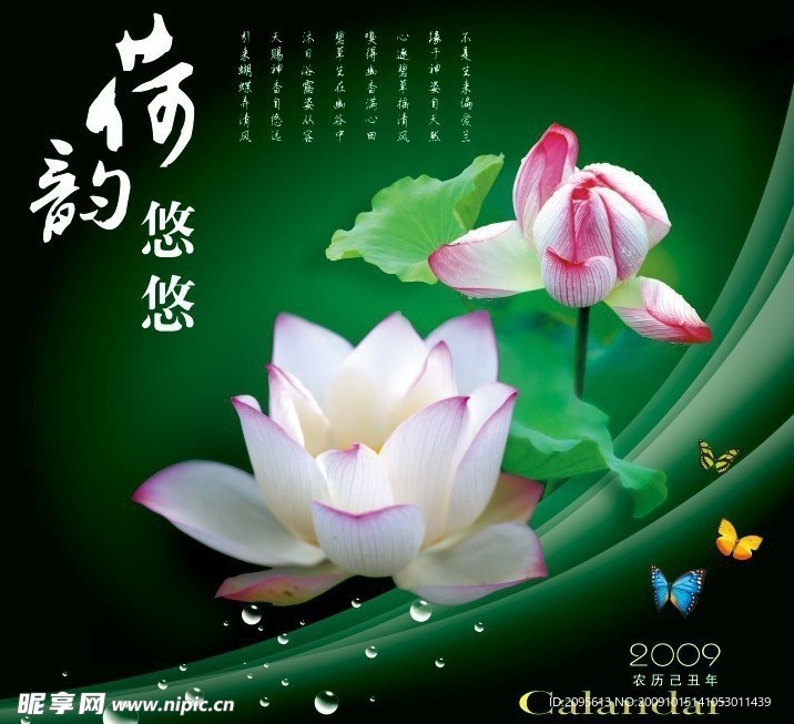 荷花