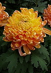 秋菊