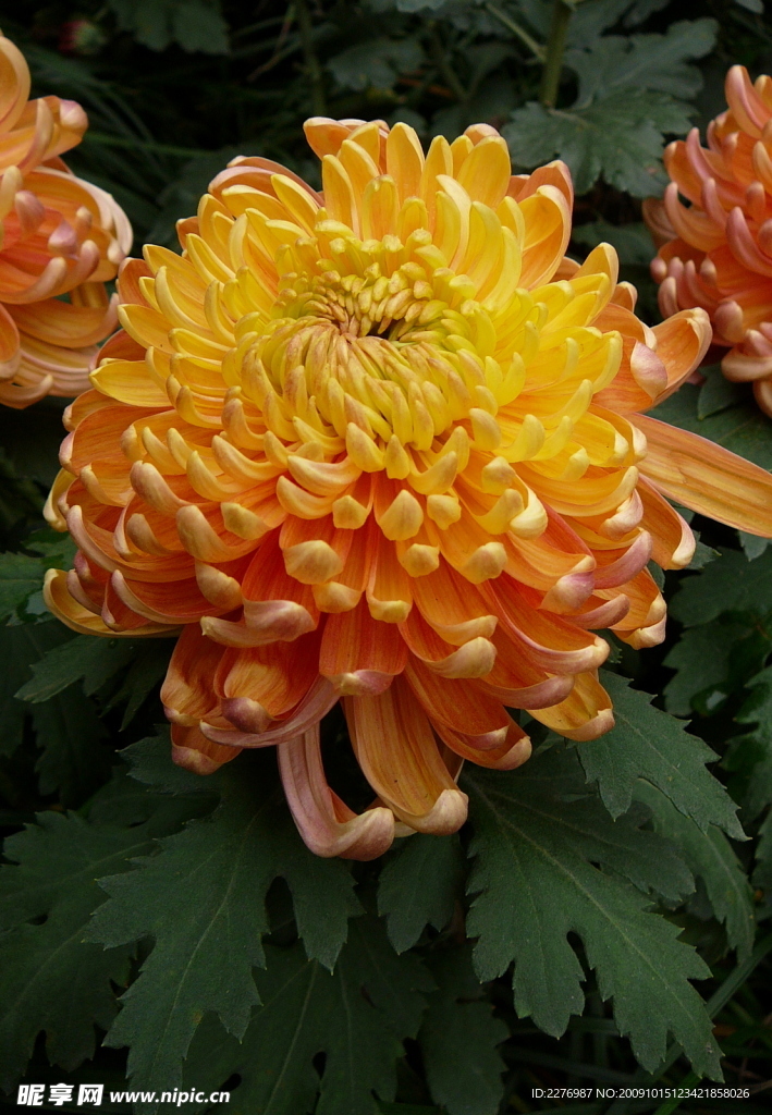 秋菊