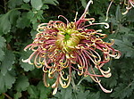 秋菊