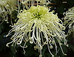 秋菊