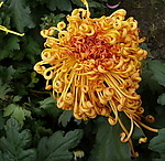 秋菊