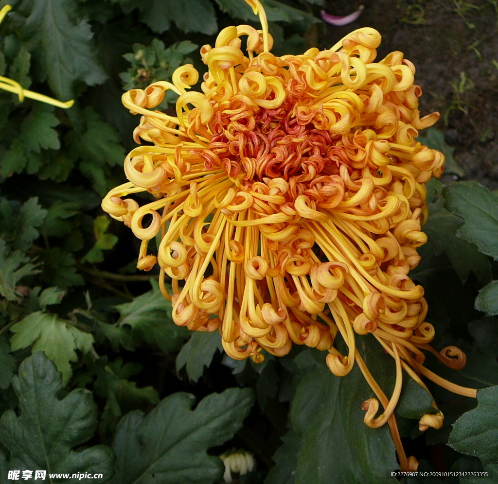 秋菊