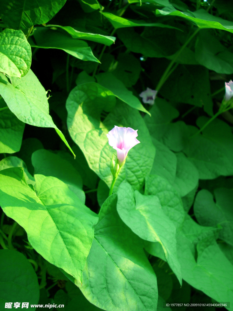 小喇叭花15
