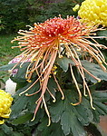 秋菊