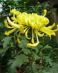 秋菊