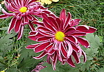 秋菊