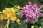 秋菊