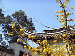 史公祠梅花