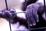 猩猩